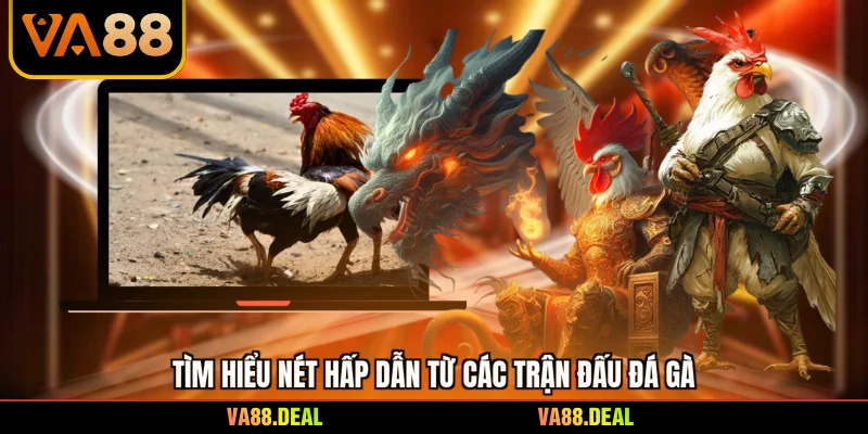 đá gà 1 Tìm hiểu nét hấp dẫn từ các trận đấu đá gà